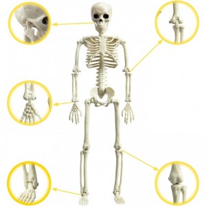 2Pcs Posable Halloween Skeletons 15'' Full Body Skeleton with Movable Joints for Halloween Props Decoration $27.72 Gags & Pra...
